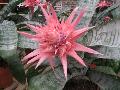 Aechemea Bromeliad / Aechmea species 